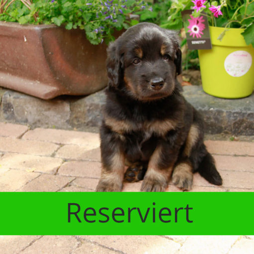 Basti_von_der_Bienenweide_reserviert