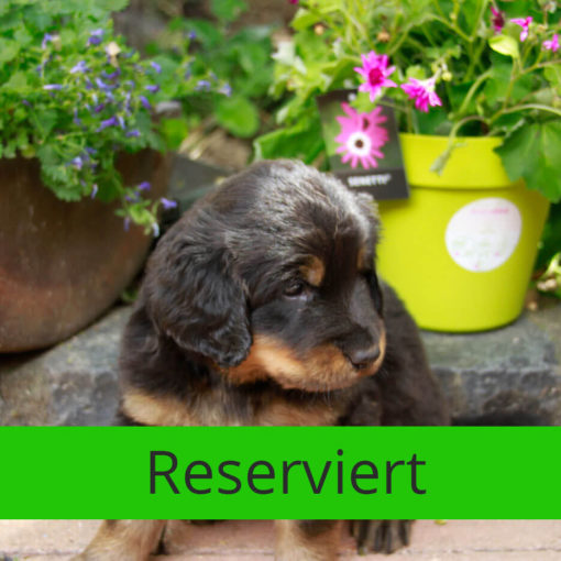 Bob_Dylan_von_der_Bienenweide_reserviert