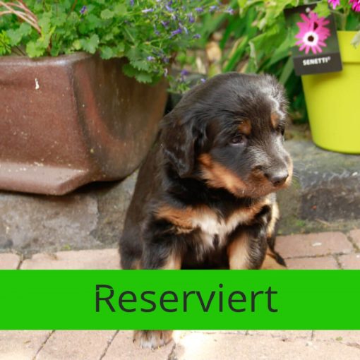 Bounty_von_der_Bienenweide_reserviert