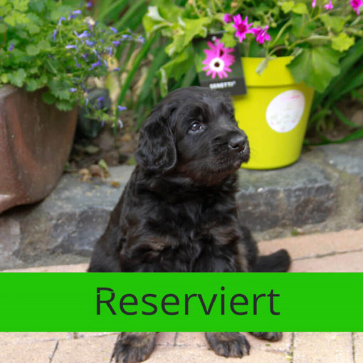 Black_Pearl_von_der_Bienenweide_reserviert